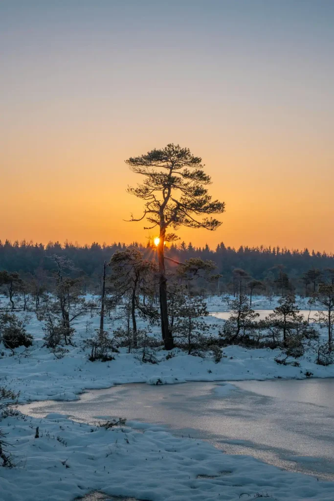 A photo of a serene winter sunrise in the Estonian bog