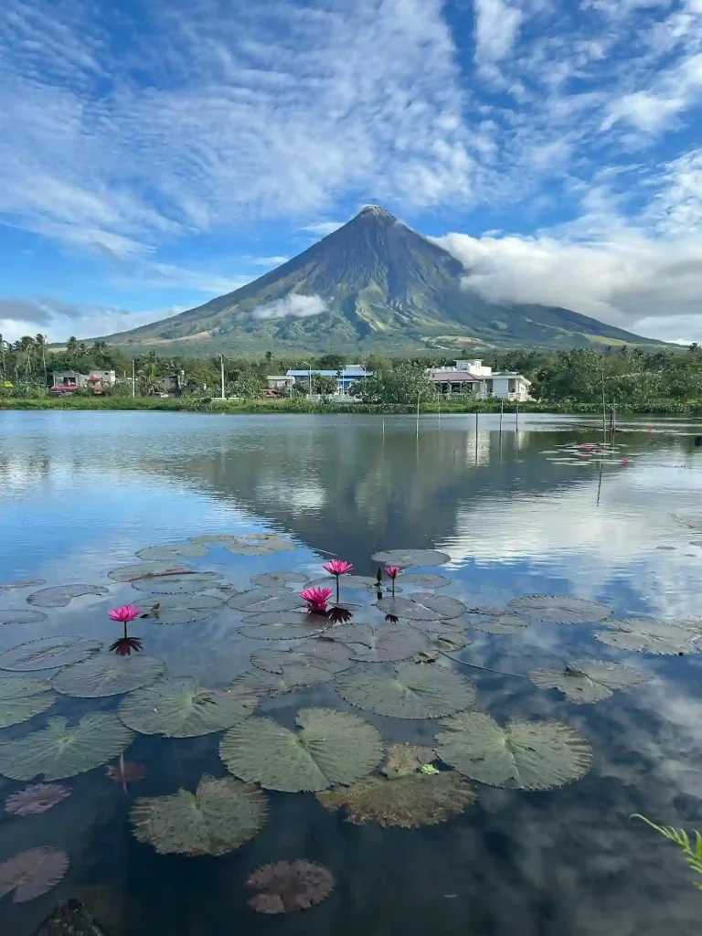 The Mayon Volcano with water lilies reflection.